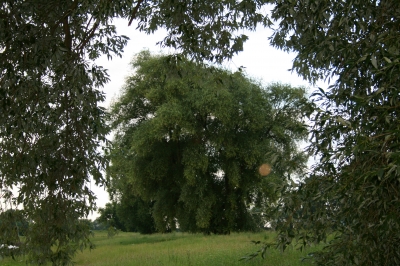 Baum hinter einem Blätter-Vorhang