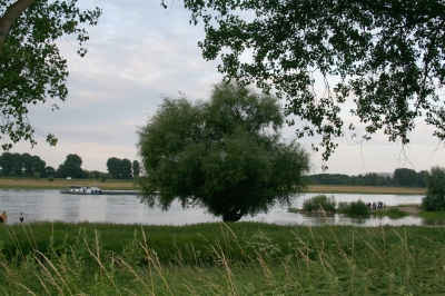 Baum vorm Rhein