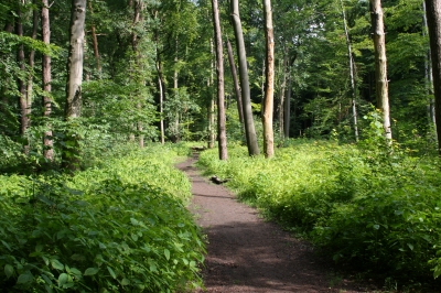 Wald-Zauberweg