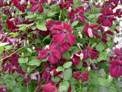 Clematis