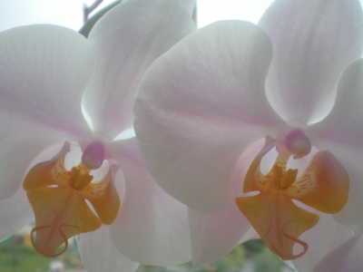 Orchideen