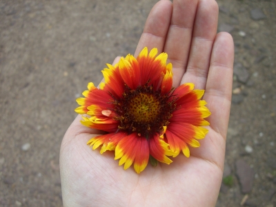 Blüte in der Hand