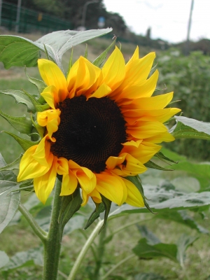 große Sonnenblume