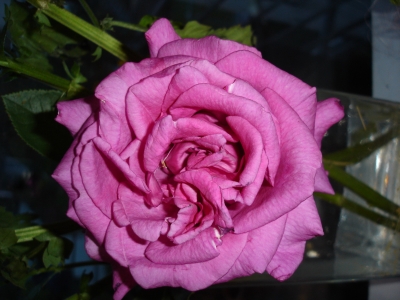 Rose Chartreuse de Parma