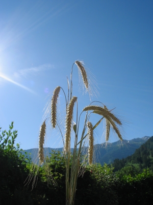 Ähren im Himmel