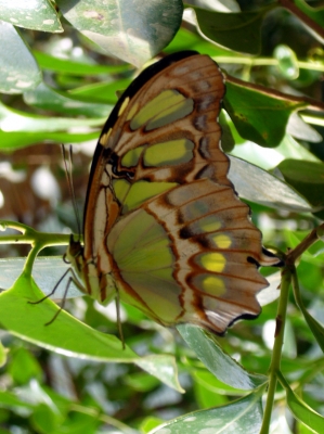 Schmetterling