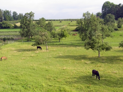 Pferdelandschaft am Bodensee