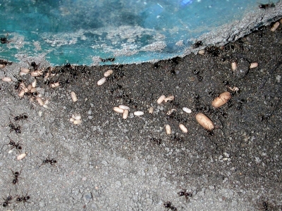 Ameiseneier