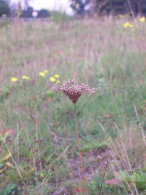 Wiesenblume