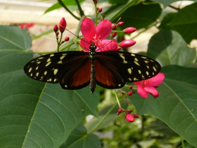 Schmetterling braun