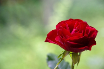 Rote Rose für..