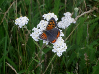 Schmetterling