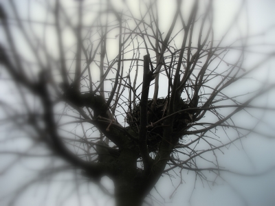 Verlassenes Nest