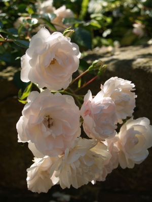 Weisse Rosen im Sonnenschein