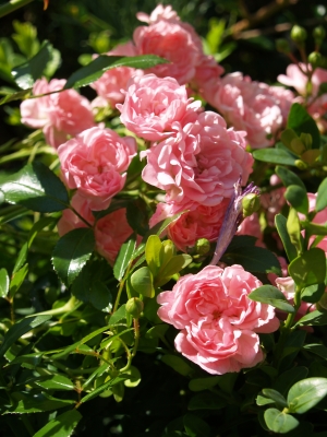 Rosa Rosen im Sonnenschein