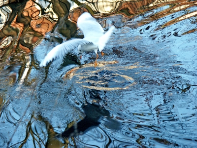 Möwe mit Wasserspiegelung