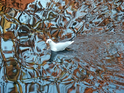 Möwe mit Wasserspiegelung 2