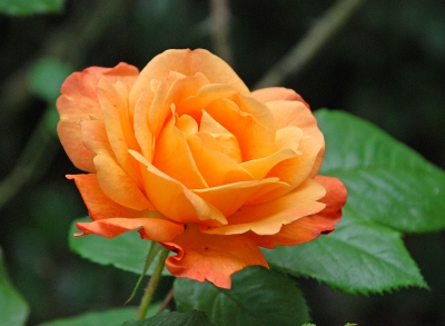 lachsfarbene Rose 2