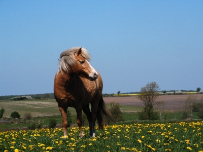 Welsh A Stute