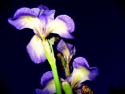 Iris in der Nacht