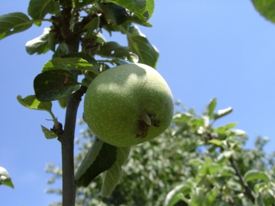 Apfel01