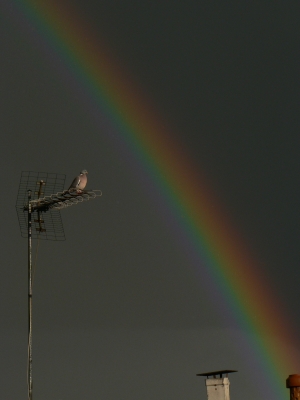 Die Taube und der Regenbogen