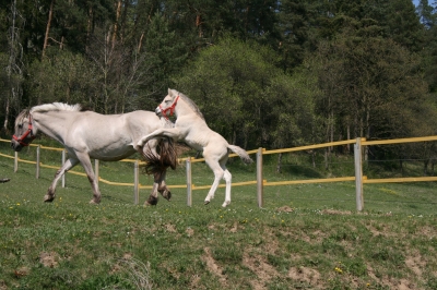 Kleiner Hengst 02