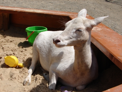 Reh im Sandkasten