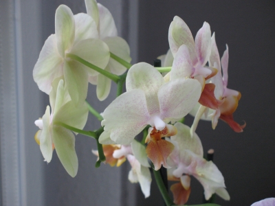 Orchidee