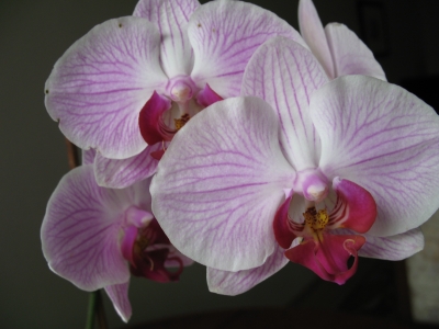 Orchidee