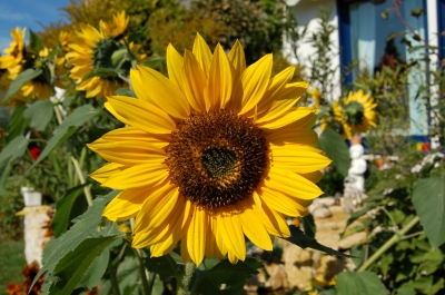 Sonnenblume