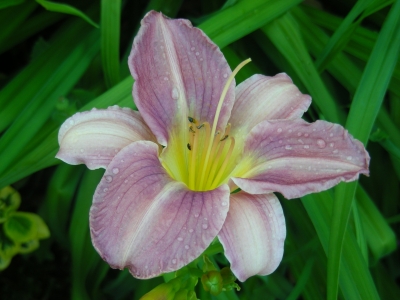 Taglilienblüte - blasslila, nach Regenschauer