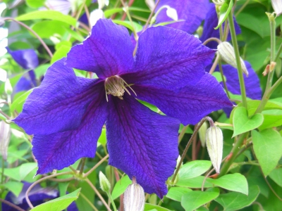 Blauviolette Clematisblüte 01