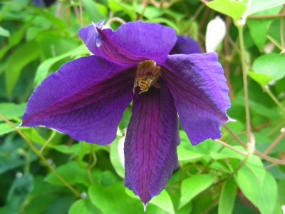 Blauviolette Clematisblüte 02