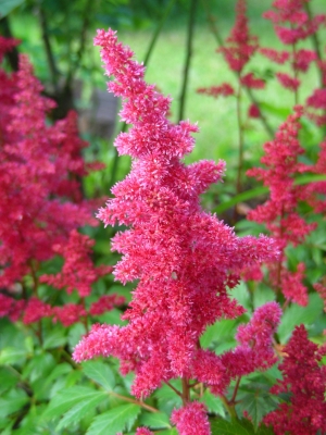 rosarote Astilbe