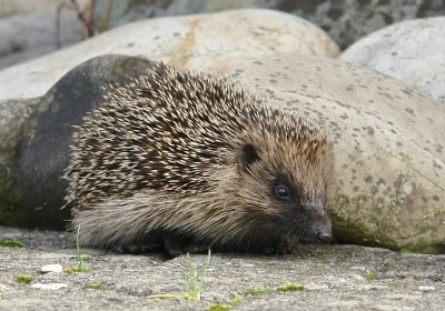 ein Igel zu Besuch