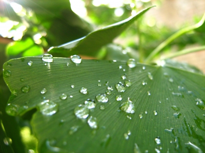 Diamanten des Wassers ?