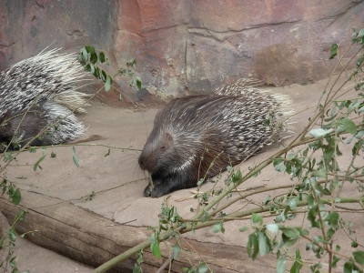 stachelschwein