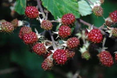 Brombeeren 1