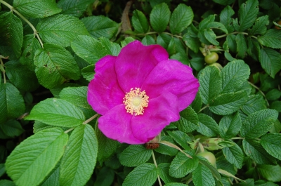 Heckenrose