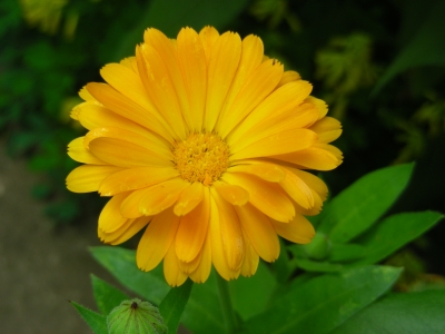 orangegelbe Ringelblume