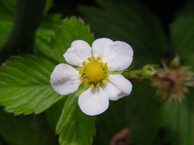 Blüte der Walderdbeere