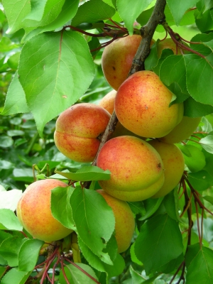 Aprikosen - bald kann geerntet werden
