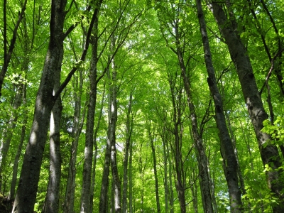 Im Wald