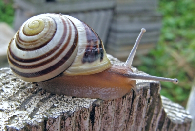 Gartenschnecke