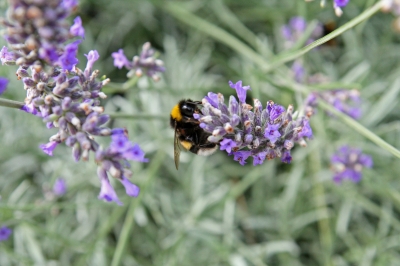 Hummel auf Lavendel