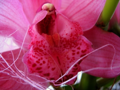 Herz der Orchidee