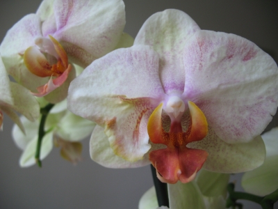 gesprengelte Orchidee