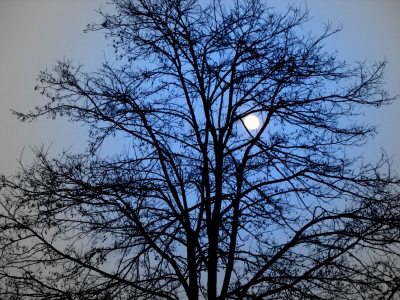 MOND-gefangen im Baum