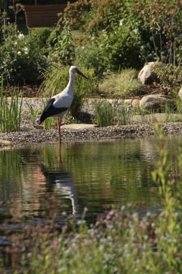 Storchenvogel